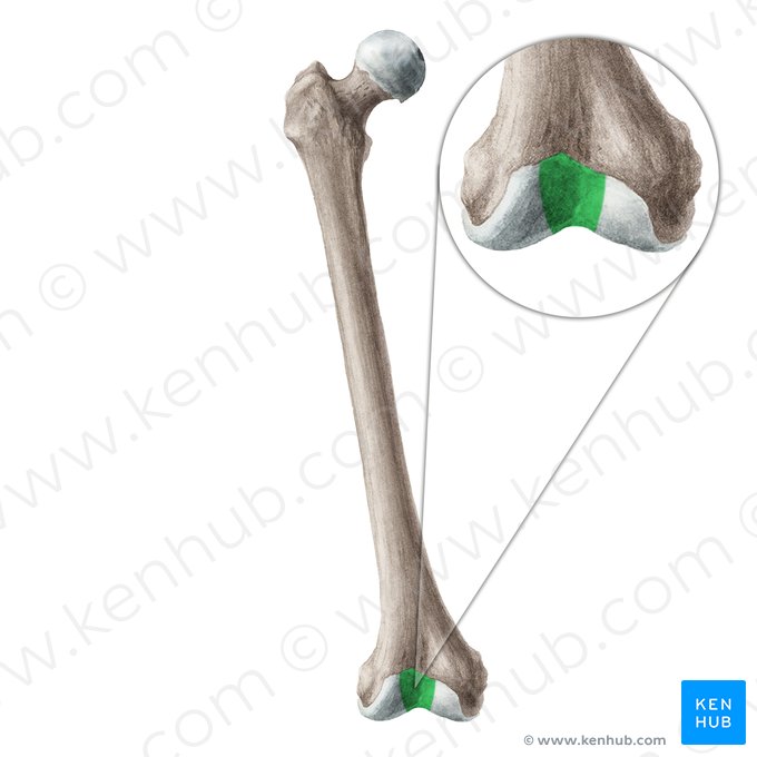 Patellar surface of femur (Facies patellaris ossis femoris); Image: Liene Znotina