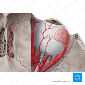 Posterior ciliary arteries (Arteriae ciliares posteriores); Image: Yousun Koh