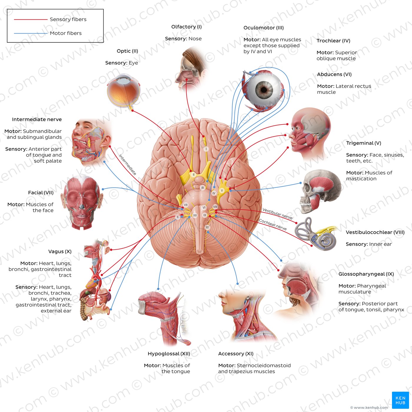 12 cranial nerves (diagram)