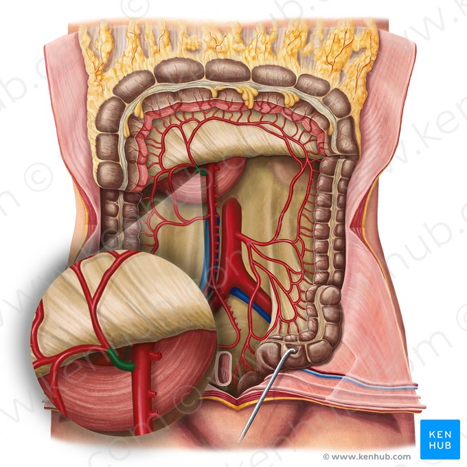 Middle colic artery (Arteria colica media); Image: Irina Münstermann