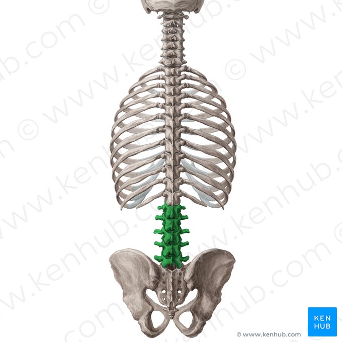 Vértebras lumbares (Vertebrae lumbales); Imagen: Yousun Koh