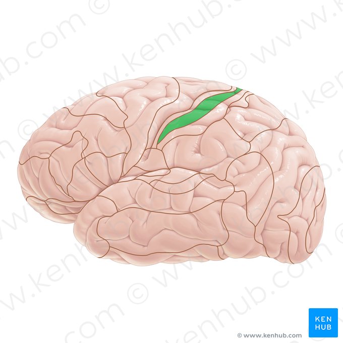 Área 1 de Brodmann (Area Brodmann 1); Imagem: Paul Kim