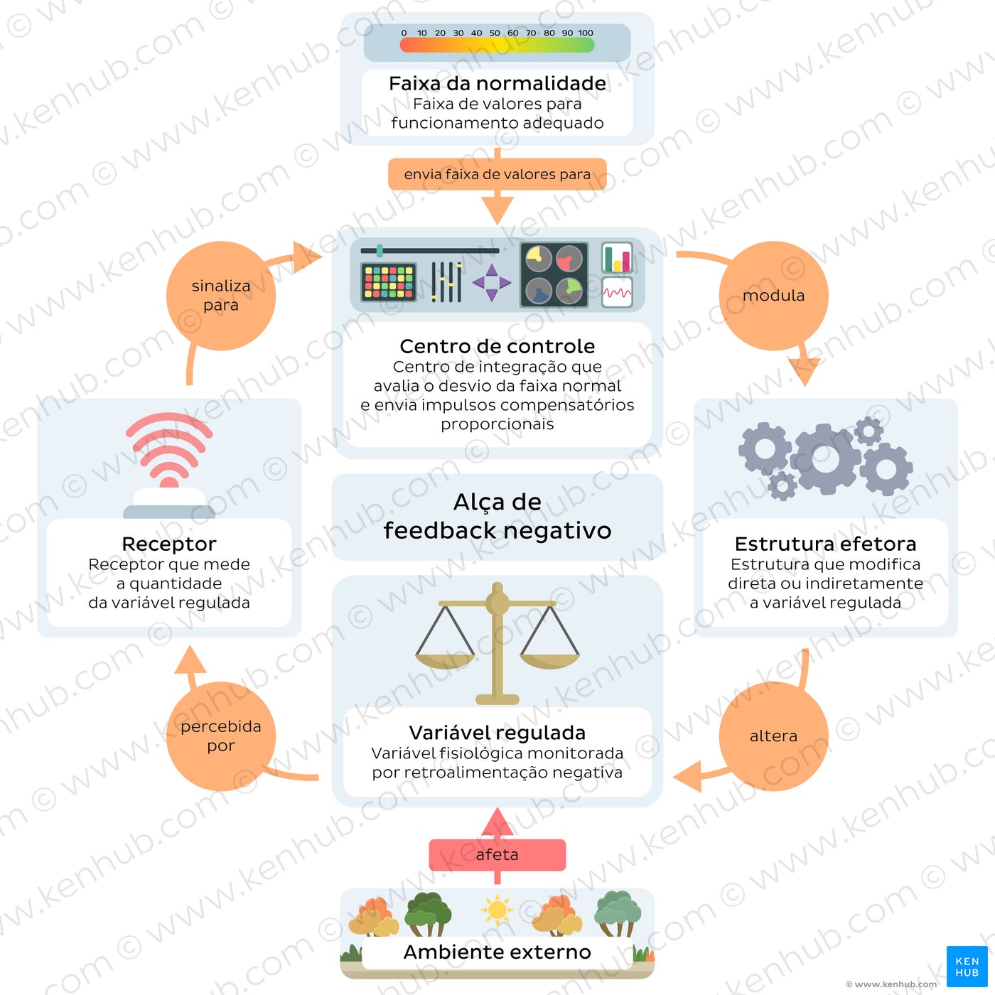 Diagram of the steps of a negative feedback loop
