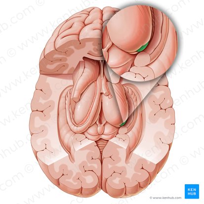 Cuerpo geniculado lateral (Corpus geniculatum laterale); Imagen: Paul Kim