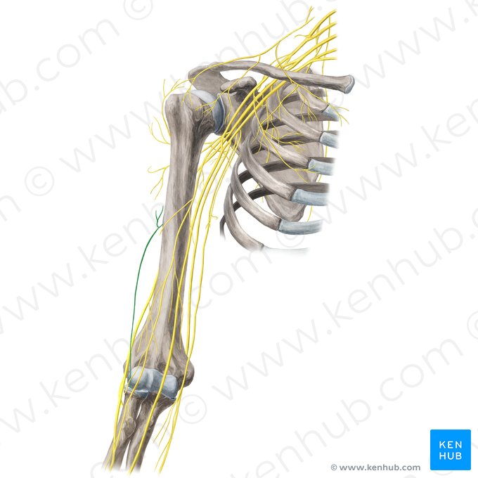 Nervio cutáneo lateral inferior del brazo (Nervus cutaneus lateralis inferior brachii); Imagen: Yousun Koh