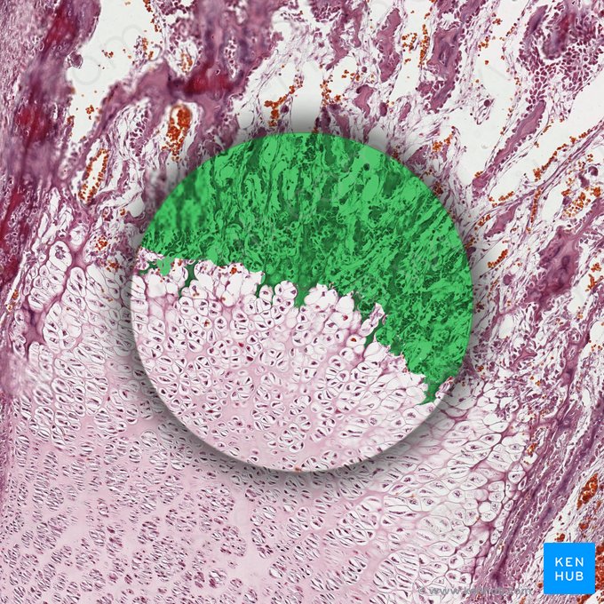 Bone matrix (Matrix ossea); Image: 