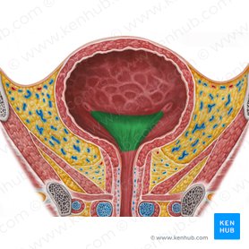 Trigone of urinary bladder (Trigonum vesicae urinariae); Image: Irina Münstermann