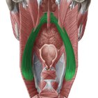 Palatopharyngeus muscle