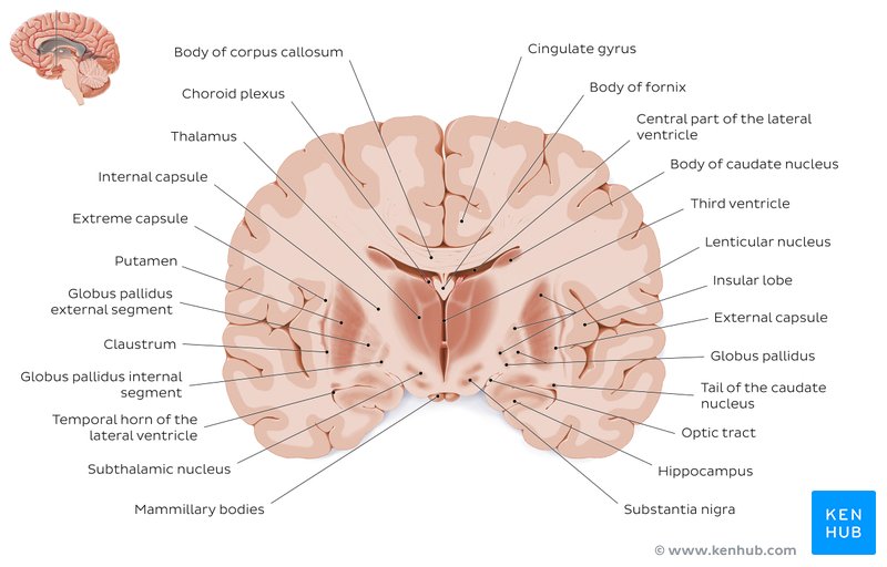 Coronal section of the brain at the level of the thalamus