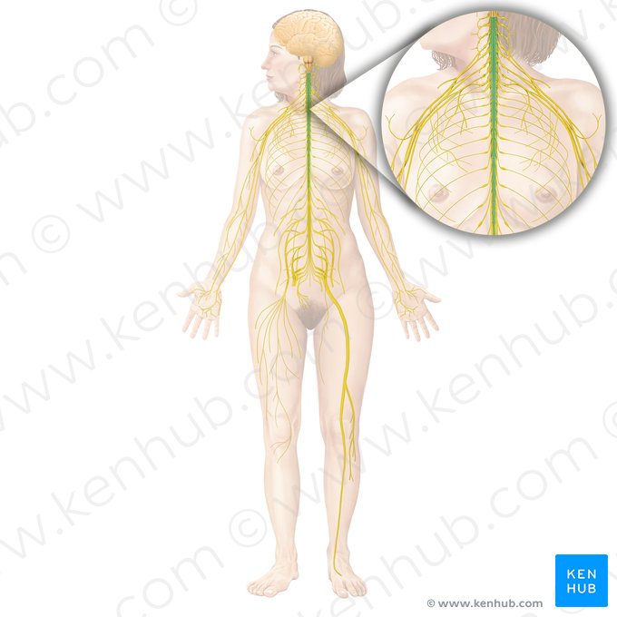 Medula espinal (Medulla spinalis); Imagem: Begoña Rodriguez