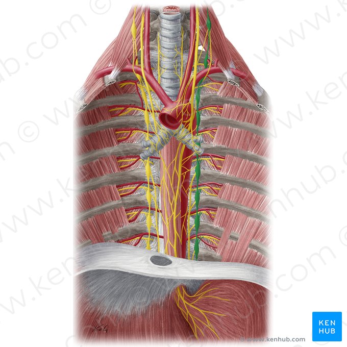 Left sympathetic trunk (Truncus sympathicus sinister); Image: Yousun Koh