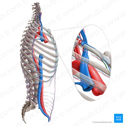 Internal thoracic artery (Arteria thoracica interna); Image: Paul Kim