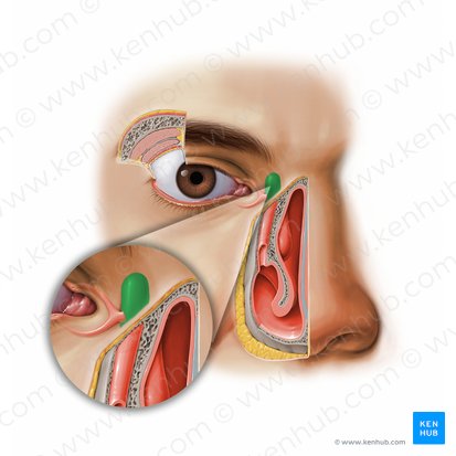 Lacrimal sac (Saccus lacrimalis); Image: Paul Kim