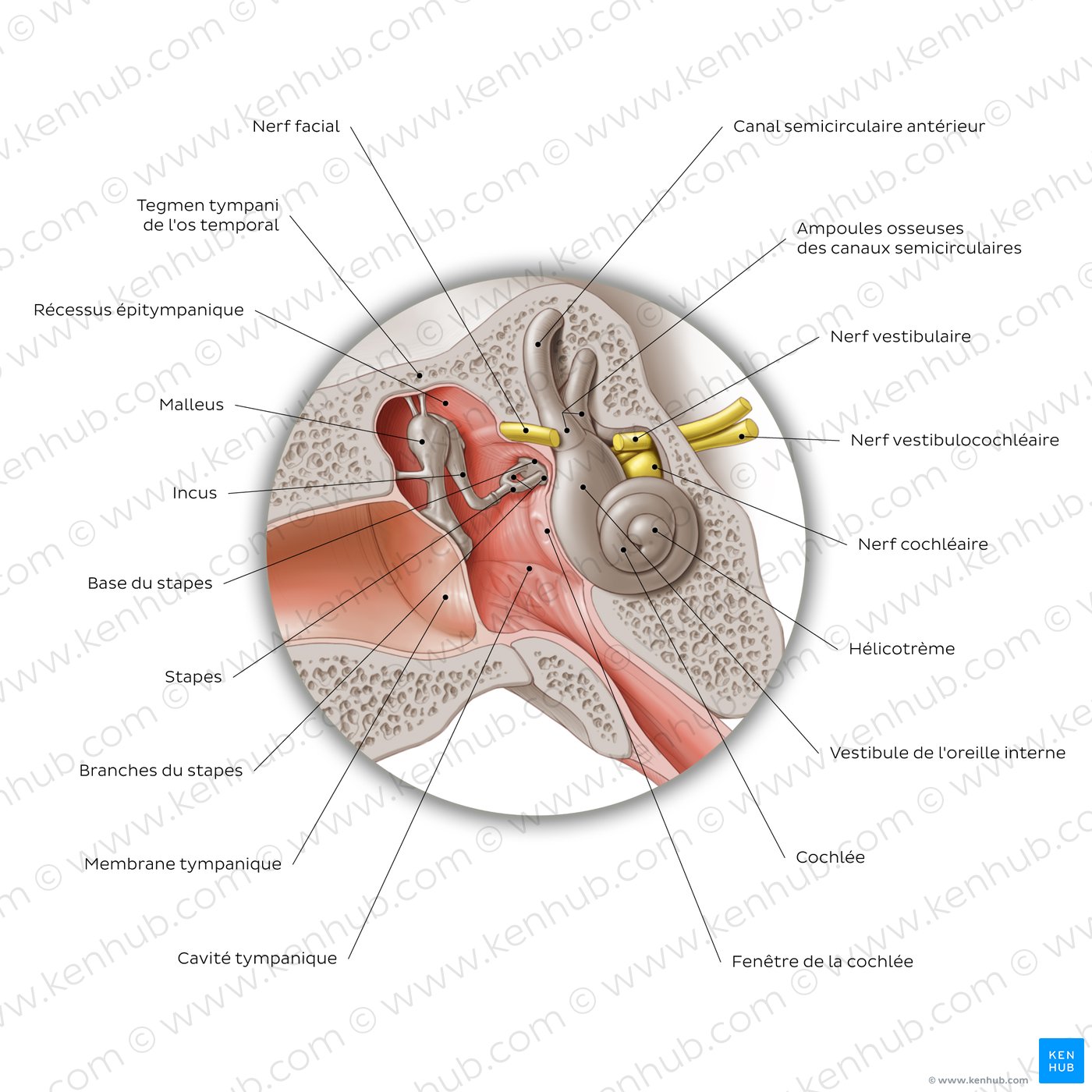 Middle ear: coronal section