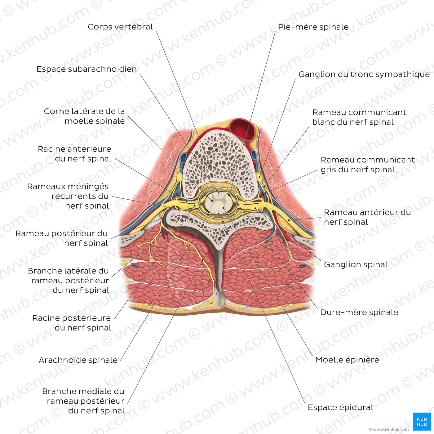 Innervation du dos : Rameaux des nerfs spinaux (schéma)