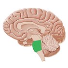Cerebelo e tronco cerebral