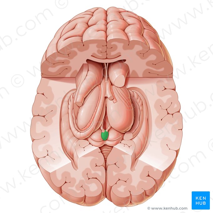 Glândula pineal (Glandula pinealis); Imagem: Paul Kim