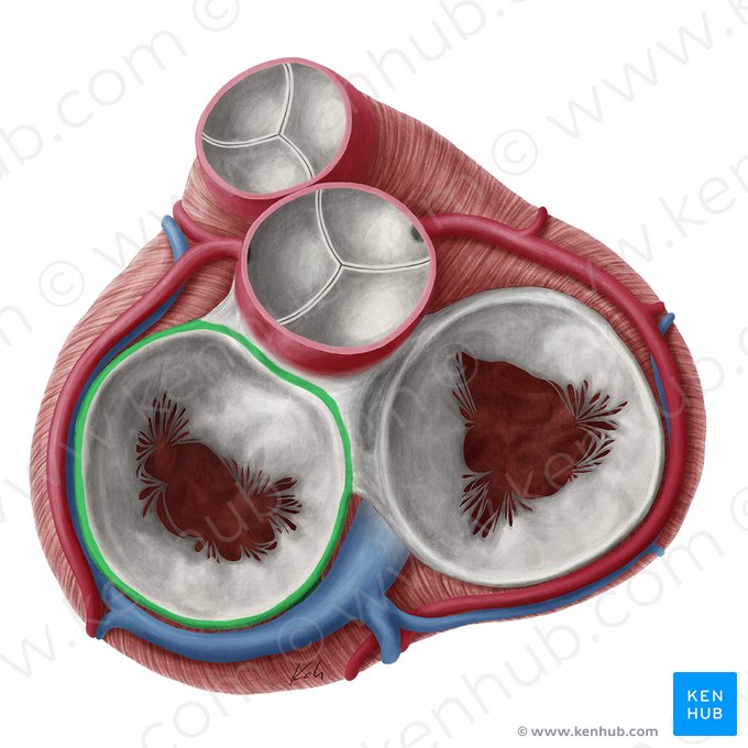 Anillo fibroso de la válvula atrioventricular izquierda (Anulus fibrosus valvae atrioventricularis sinistrae); Imagen: Yousun Koh