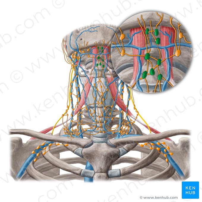 Linfonodos submentuais (Nodi lymphoidei submentales); Imagem: Yousun Koh