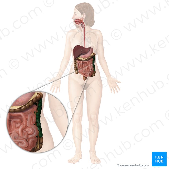 Descending colon (Colon descendens); Image: Begoña Rodriguez