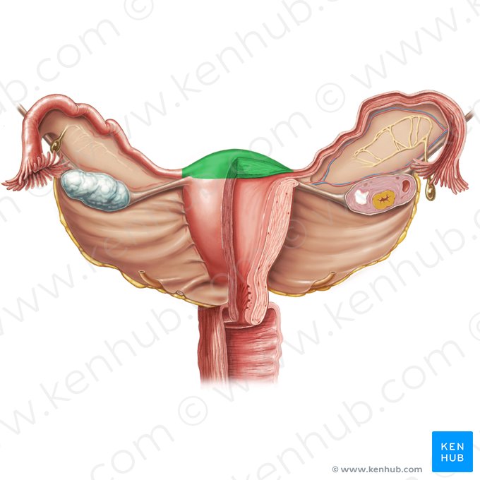 Fundo do útero (Fundus uteri); Imagem: Samantha Zimmerman