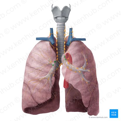 Superior tracheobronchial lymph nodes (Nodi lymphoidei tracheobronchiales superiores); Image: Begoña Rodriguez