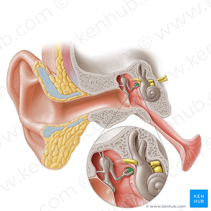 Base del estribo (Basis stapedis); Imagen: Paul Kim