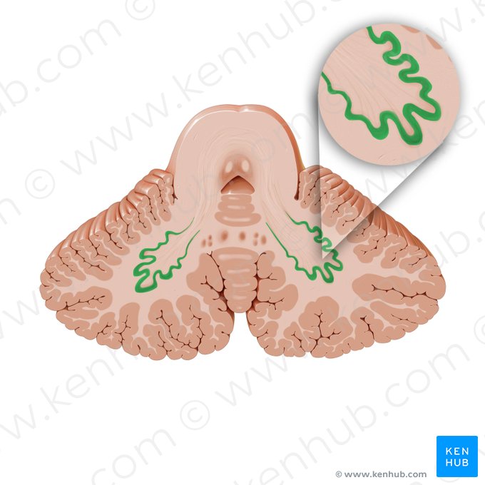 Dentate nucleus (Nucleus dentatus); Image: Paul Kim