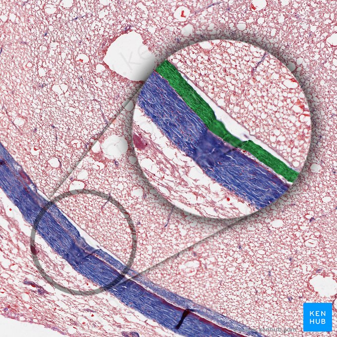 Arachnoid mater of spinal cord (Arachnoidea mater spinalis); Image: 