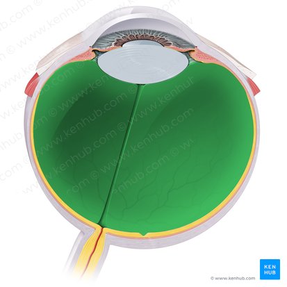 Cuerpo vítreo (Corpus vitreum); Imagen: Paul Kim