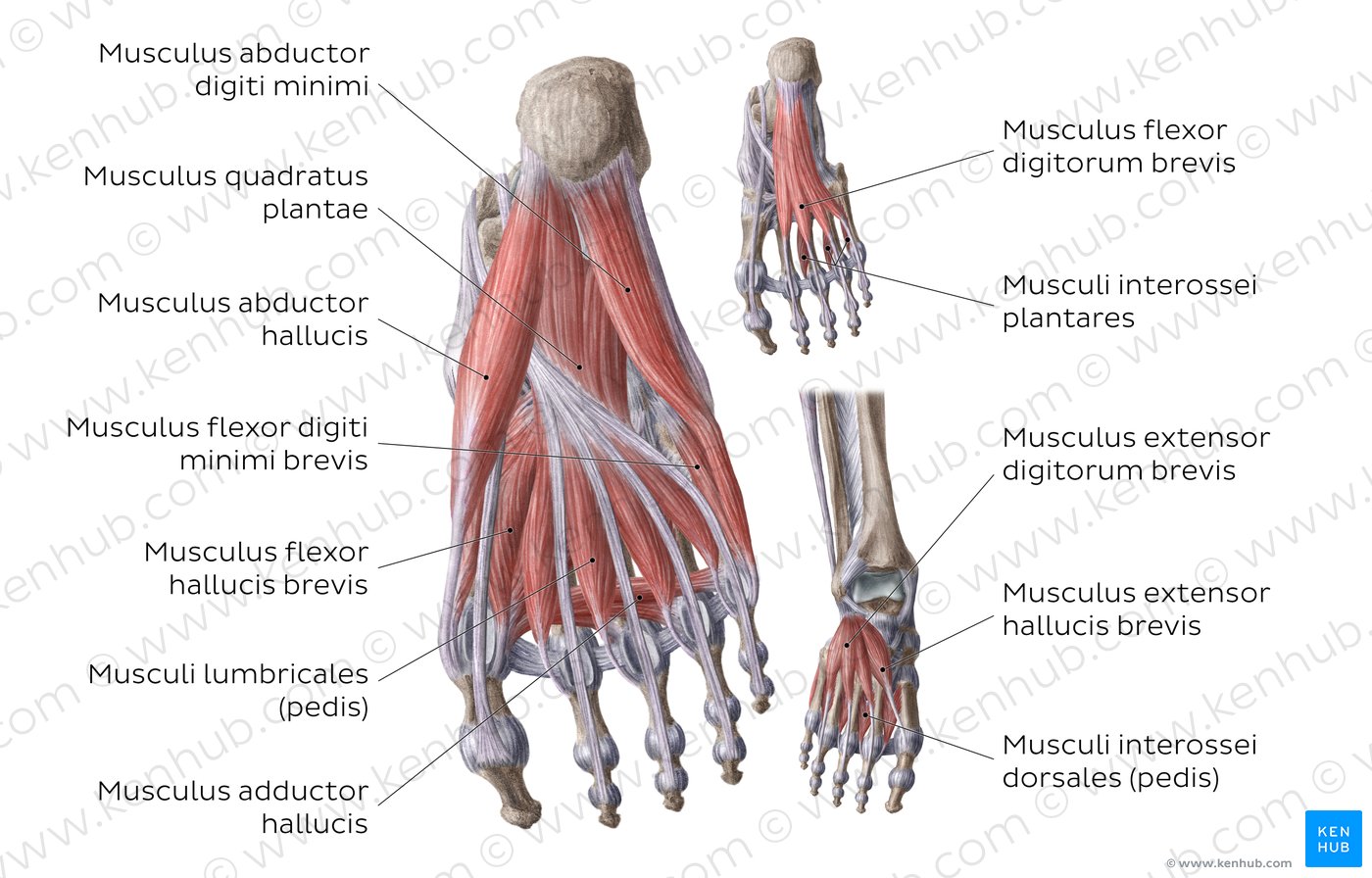 Fußsohle Muskeln der Großzehenloge + Hallux valgus Kenhub