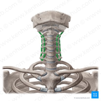 Intertransversarii colli muscles (Musculi intertransversarii colli); Image: Yousun Koh