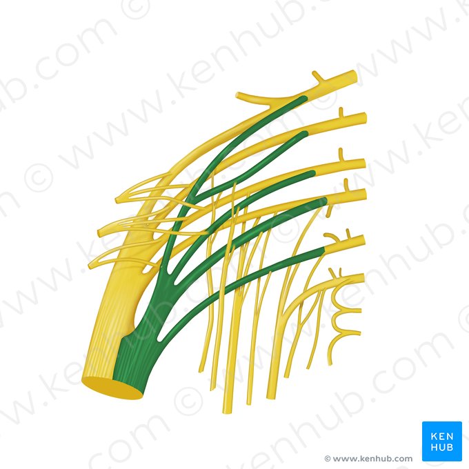 Divisão tibial do nervo ciático (Divisio tibialis nervi ischiadici); Imagem: Begoña Rodriguez