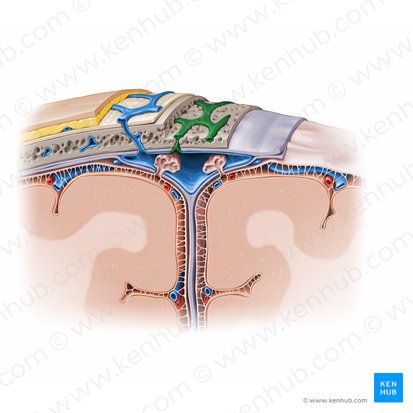 Diploic veins (Venae diploicae); Image: Paul Kim