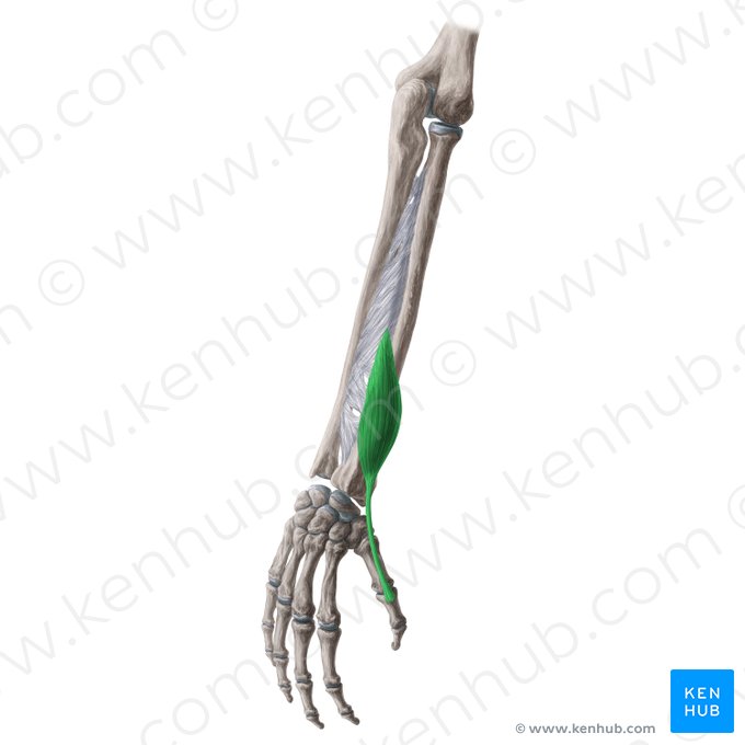 Músculo extensor curto do polegar (Musculus extensor pollicis brevis); Imagem: Yousun Koh