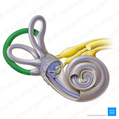 Conducto semicircular posterior (Canalis semicircularis posterior); Imagen: Paul Kim