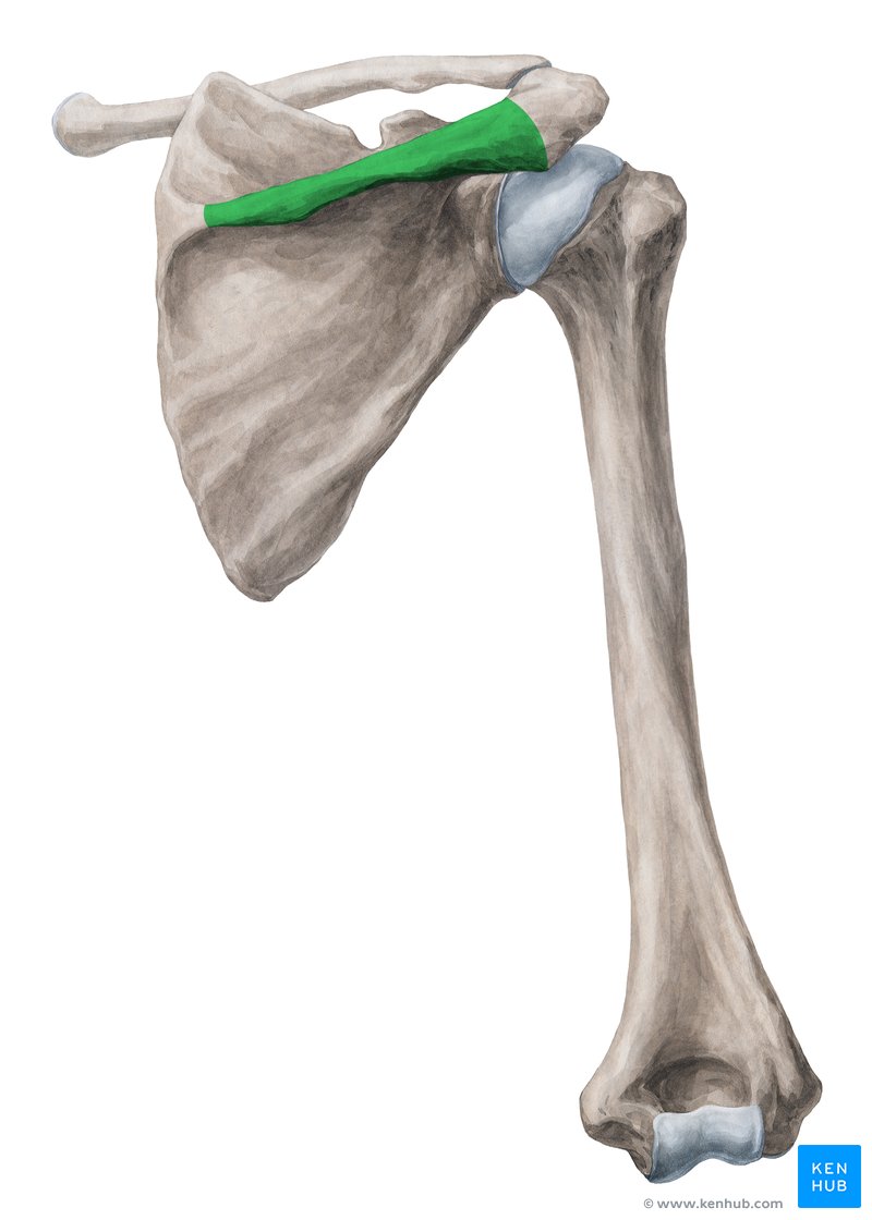 Spine of scapula: anatomy and function | Kenhub