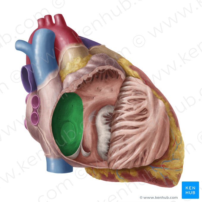 Septum interatrial (Septum interatriale); Image : Yousun Koh