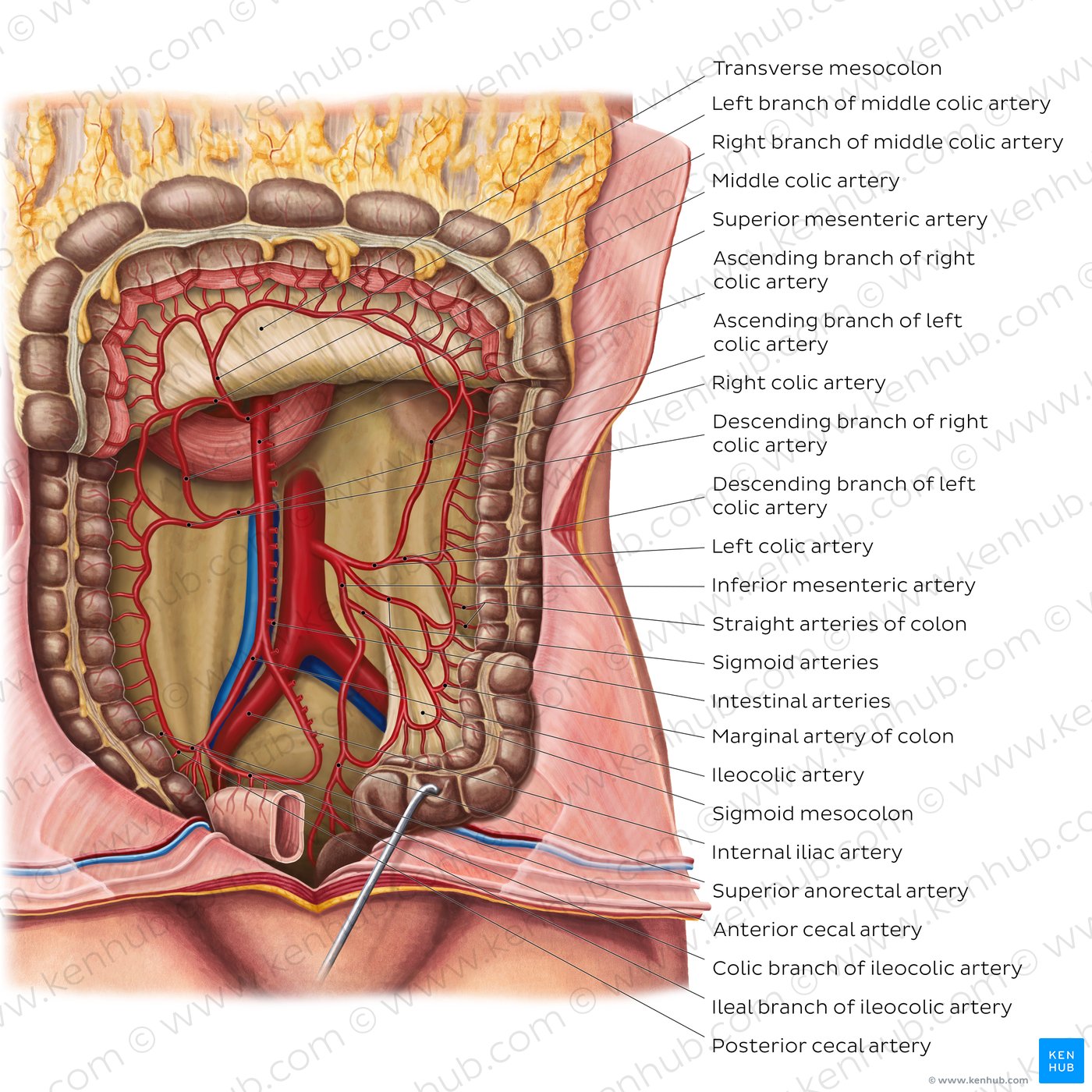 Arteries of the large intestine