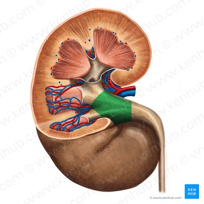 Renal pelvis (Pelvis renalis); Image: Irina Münstermann