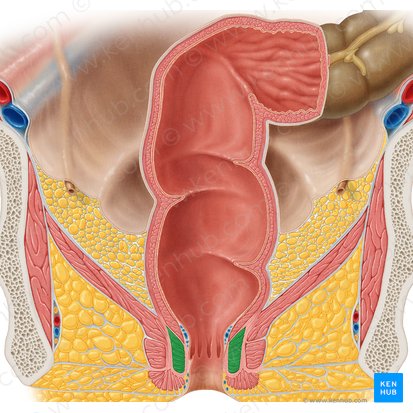 Musculus sphincter internus ani (Innerer Afterschließmuskel); Bild: Samantha Zimmerman