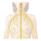 Peripheres Nervensystem