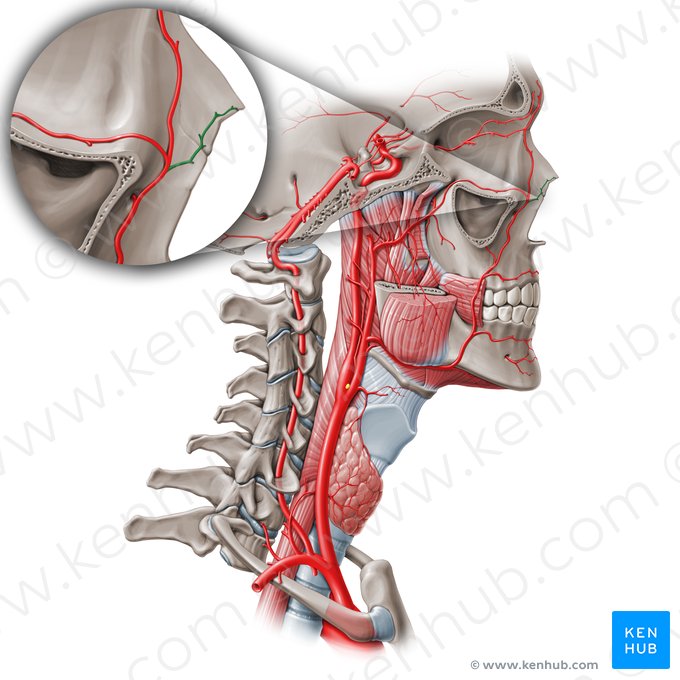 Ramus lateralis nasi arteriae facialis (Seitlicher Nasenast der Gesichtsarterie); Bild: Paul Kim