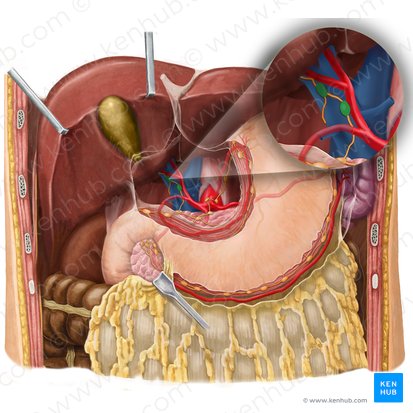 Hepatic lymph nodes (Nodi lymphoidei hepatici); Image: Begoña Rodriguez