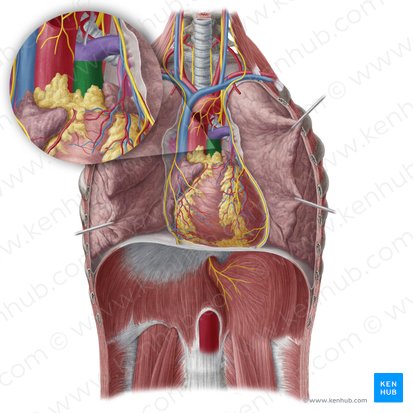 Pulmonary trunk (Truncus pulmonalis); Image: Yousun Koh