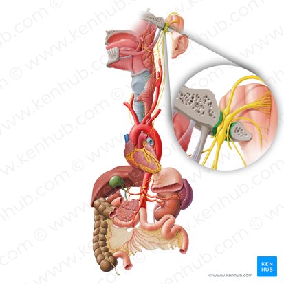 Foramen jugulare (Drosselloch); Bild: Paul Kim