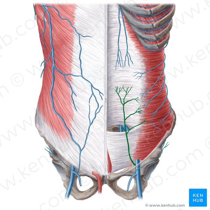 Vena epigastrica inferior (Untere Bauchdeckenvene); Bild: Yousun Koh