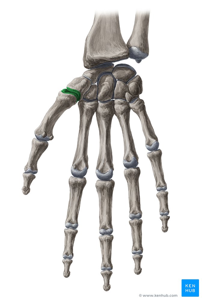 ☢️ ANATOMIA RESUMIDA ☢️ Ossos do Corpo Humano No #card2