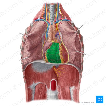 Ventrículo direito do coração (Ventriculus dexter cordis); Imagem: Yousun Koh