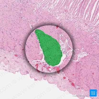 Fasciculus muscularis levis (Glattes Muskelbündel); Bild: 